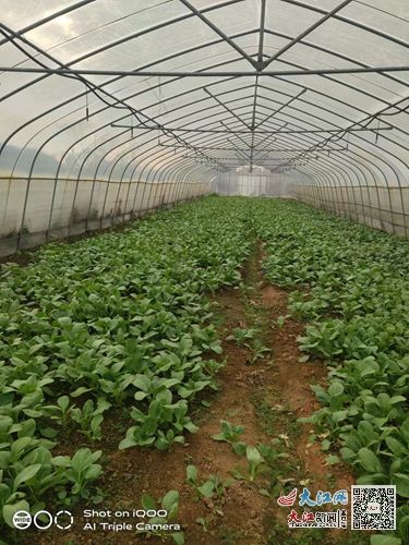 小蔬菜撬动大丰收 都昌县阳峰乡竹林村的产业振兴之路