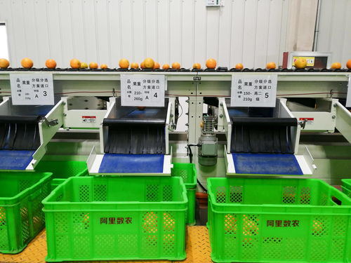 阿里推出“科学家基地直选”模式，首批产地仓投产赋能初级农产品上行