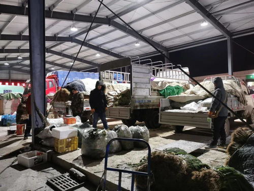 新建农产品集散中心 家禽供销运输更便捷，助力产业升级与民生改善