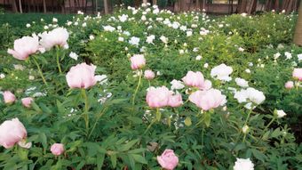 振农林油一体化 家禽产业与旅游业深度融合的新方向