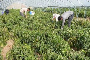 勤劳与智慧齐放 党店镇特色种养加催开遍地脱贫花