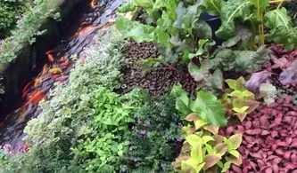 20亩鱼菜共生农场如何实现年入千万 初级农产品的创新突破