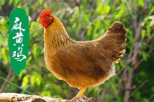 国家级家禽品种 好养、好卖又好吃的初级农产品