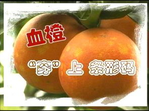 CCTV.com 聚焦家禽产业，守护餐桌安全